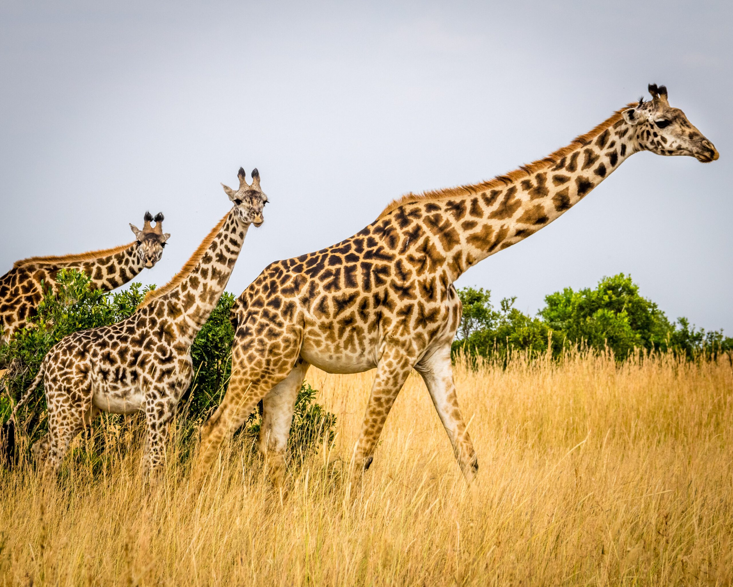 To be direct means to be superior - giraffe language